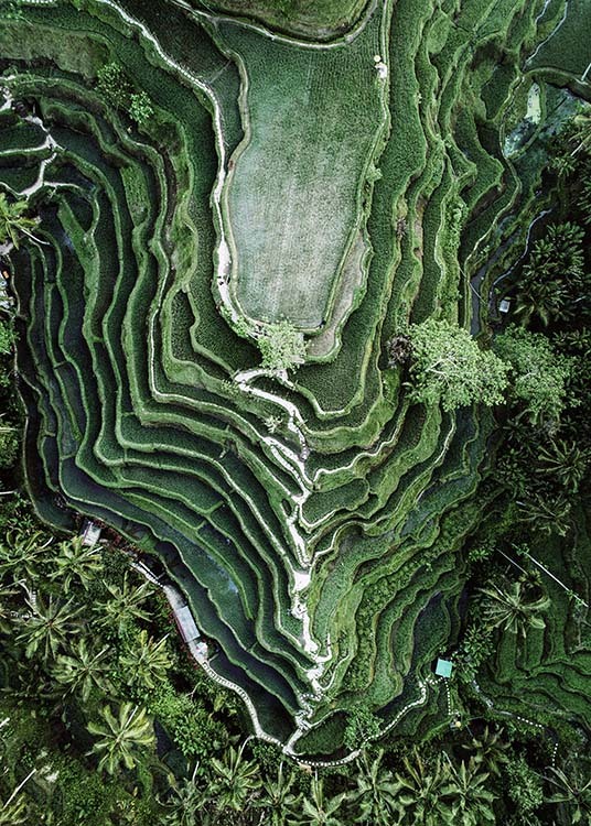 – Fotografía de un paisaje con un campo de arroz visto desde el aire 