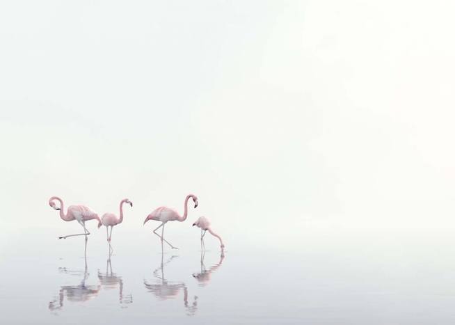 Flamingos on Foggy Water Poster / Naturaleza con Desenio AB (10447)
