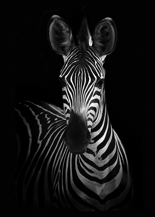 Zebra on Black Poster / Blanco y negro con Desenio AB (10618)
