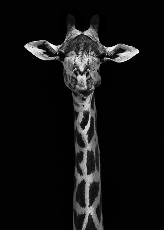Giraffe on Black Poster / Blanco y negro con Desenio AB (10619)