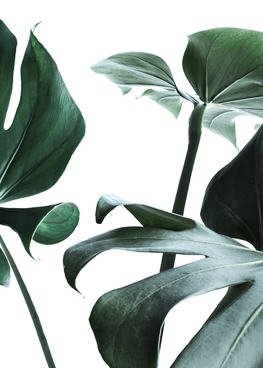  – Fotografía de las hojas verde de una monstera, fondo blanco