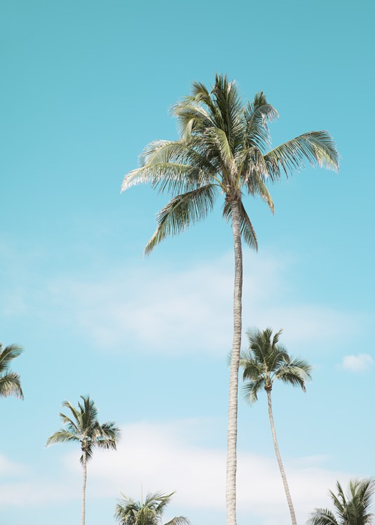 Miami Beach Palms Poster / Tropical con Desenio AB (10764)