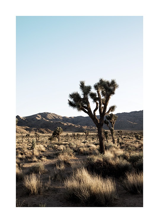 Joshua Tree National Park Poster / Desierto con Desenio AB (10798)