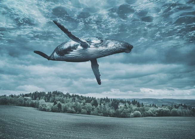 Flying Whale Poster / Naturaleza con Desenio AB (10800)