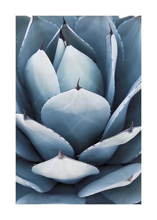 Blue Agave No2 Poster