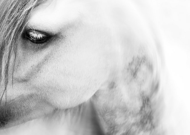 Horse Close up Poster / Blanco y negro con Desenio AB (10875)