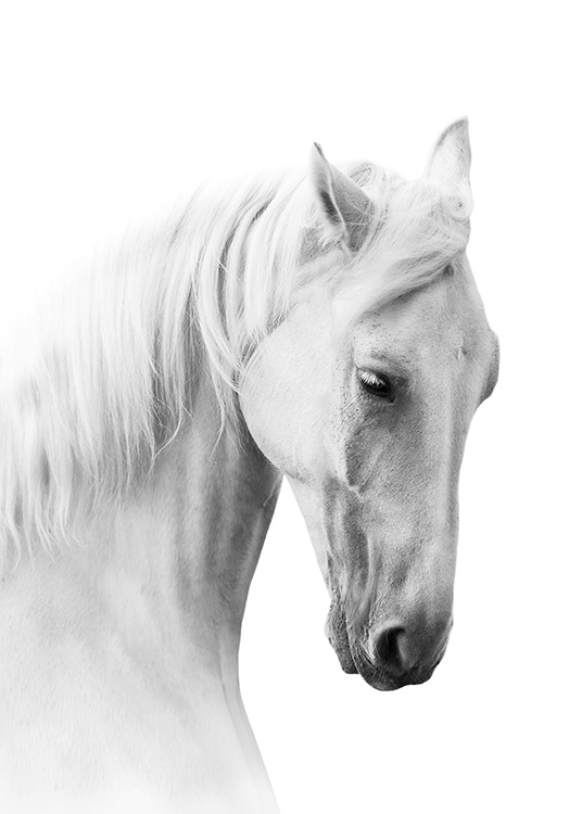 Horse Profile Poster / Blanco y negro con Desenio AB (10876)