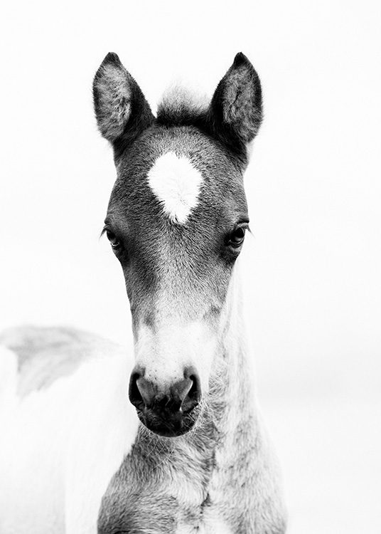 Horse Foal Poster / Blanco y negro con Desenio AB (10877)