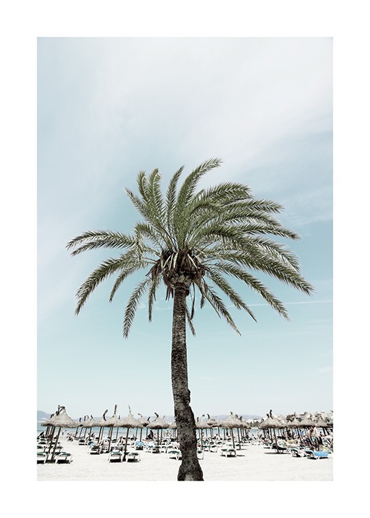 Sunbeds and Palm Tree Poster / Naturaleza con Desenio AB (10893)