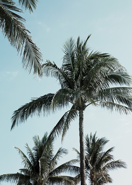 Tropical Palms No1 Poster / Tropical con Desenio AB (10958)