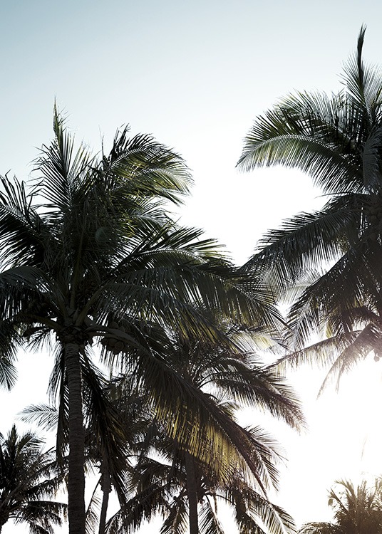 – Fotografía de un paisaje con palmeras y cielo con sol 