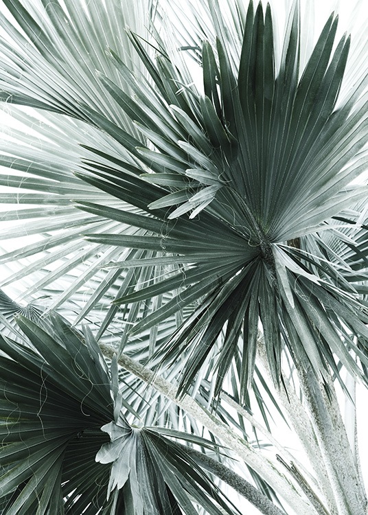 Tropical Palm Leaves No2 Poster / Fotografías con Desenio AB (10980)