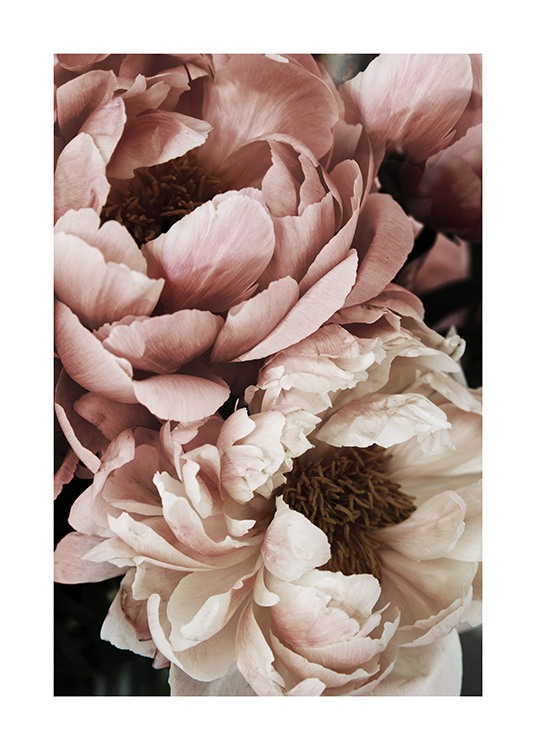  – Fotografía de unas peonías rosas y blancas en plena floración