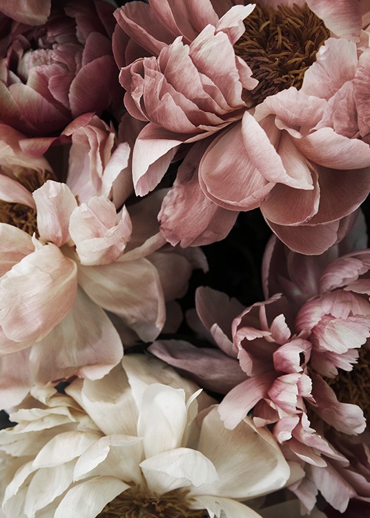  – Fotografía de un ramillete de peonías blancas y rosas en pleno florecimiento