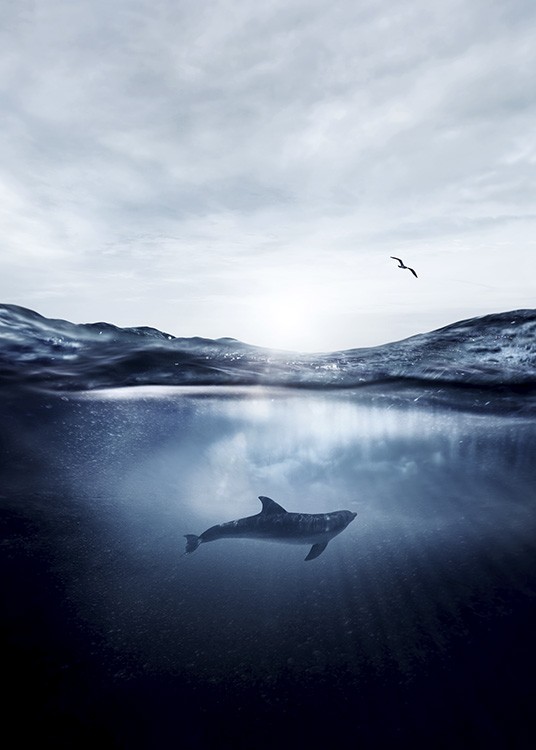 Dolphin Underwater Poster / Naturaleza con Desenio AB (11049)