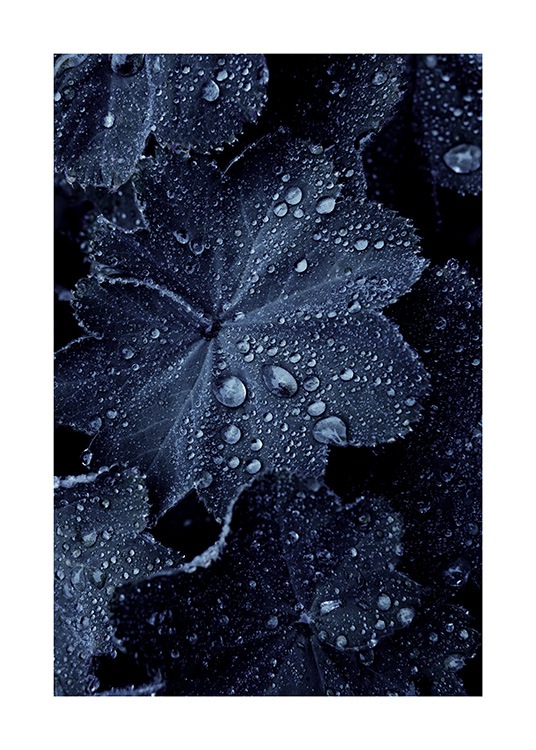 Raindrops on Blue Leaves Poster / Fotografías con Desenio AB (11052)