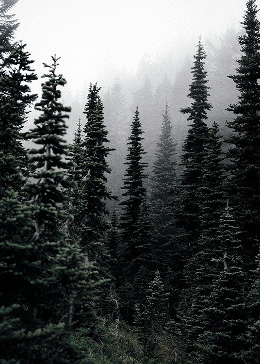Foggy Woods Poster / Naturaleza con Desenio AB (11254)