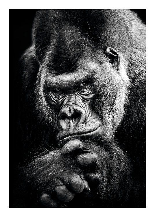 Gorilla Poster / Blanco y negro con Desenio AB (11255)