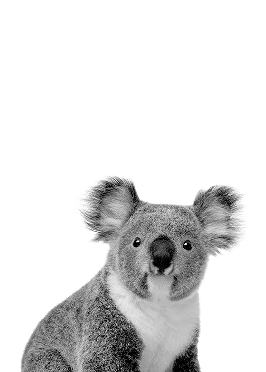Koala Poster / Blanco y negro con Desenio AB (11256)