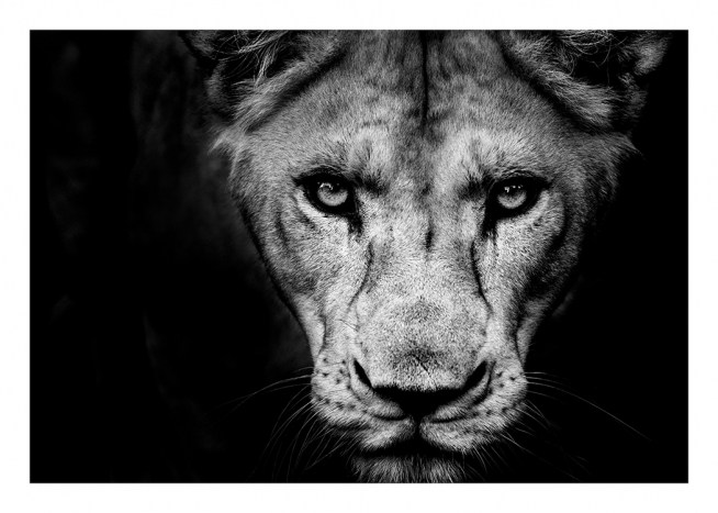 Lioness Close Up Poster / Blanco y negro con Desenio AB (11259)