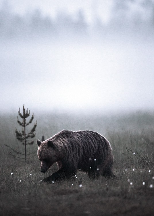 Meadow Bear Poster / Animales con Desenio AB (11422)
