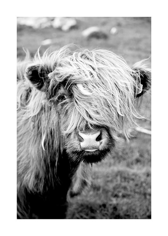 Portrait of Highland Cattle Poster / Animales con Desenio AB (11485)