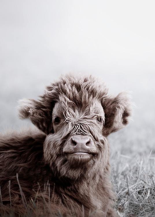 Highland Cattle Calf Poster / Animales con Desenio AB (11549)