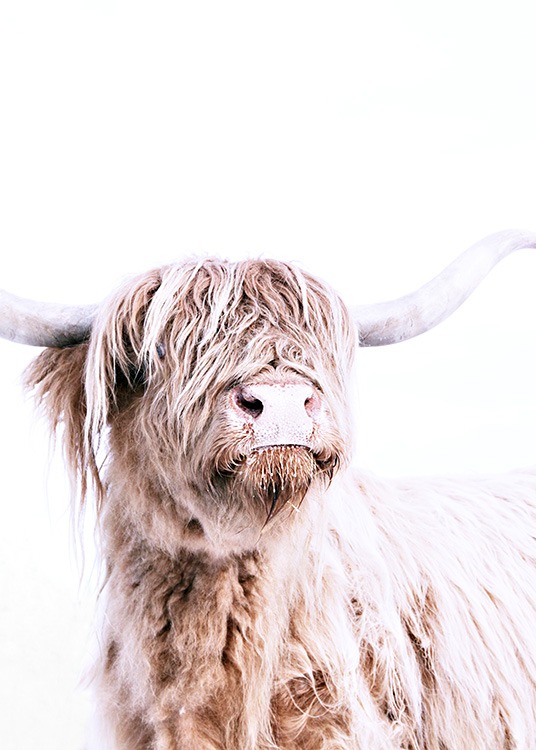 Highland Cattle Portrait Poster / Animales con Desenio AB (11550)