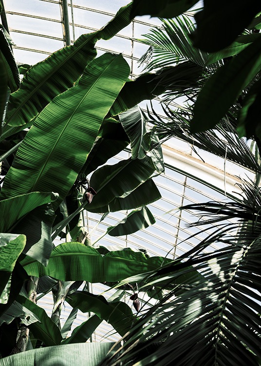 – Póster con plantas verdes en un invernadero fotografiadas desde la base de la maceta. 