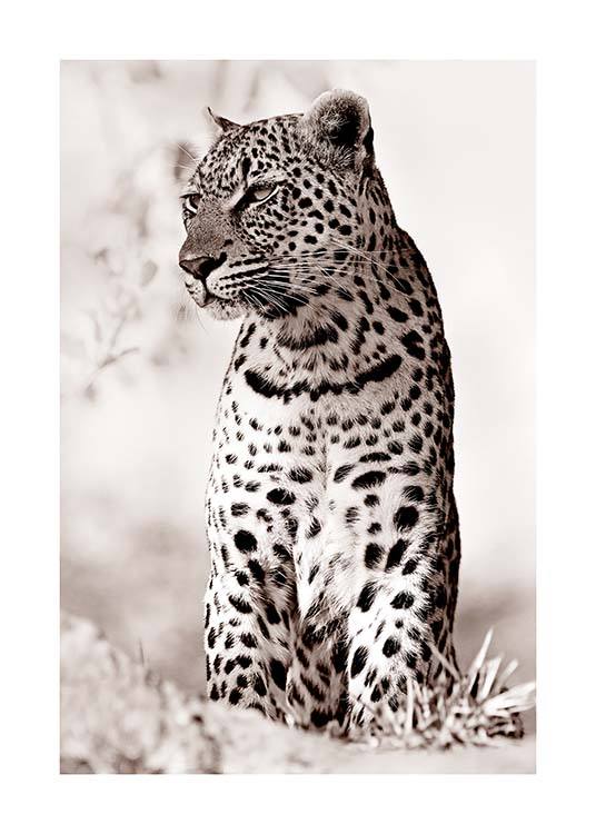 Leopard in the Wild Poster / Fotografías con Desenio AB (11622)