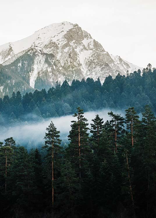 – Fotografía de un bosque con una montaña detrás. 