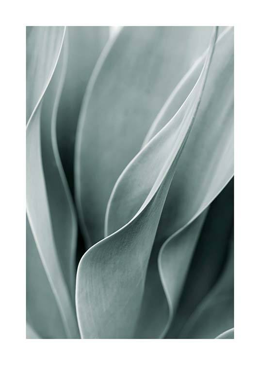  – Fotografía de una planta de agave color verde claro