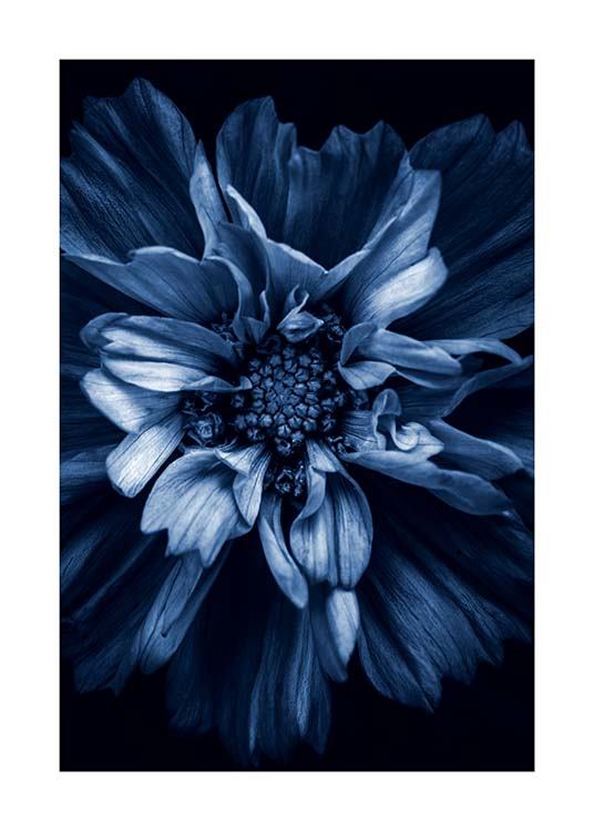 Blue Anemone Poster / Fotografías con Desenio AB (11663)