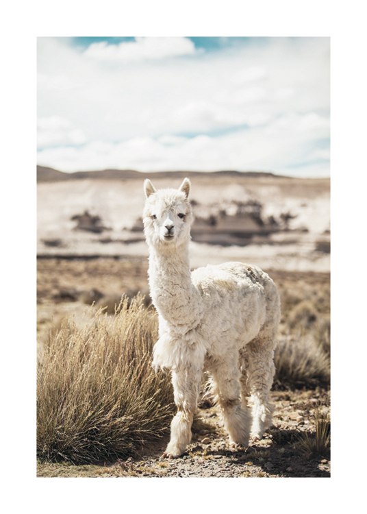 Curious Alpaca Poster / Fotografías con Desenio AB (11670)