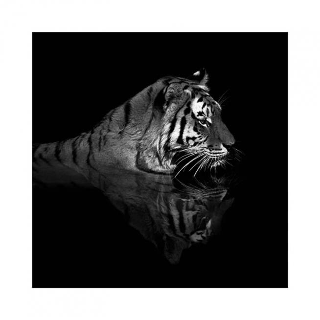 Tiger in Water Poster / Fotografías con Desenio AB (11688)