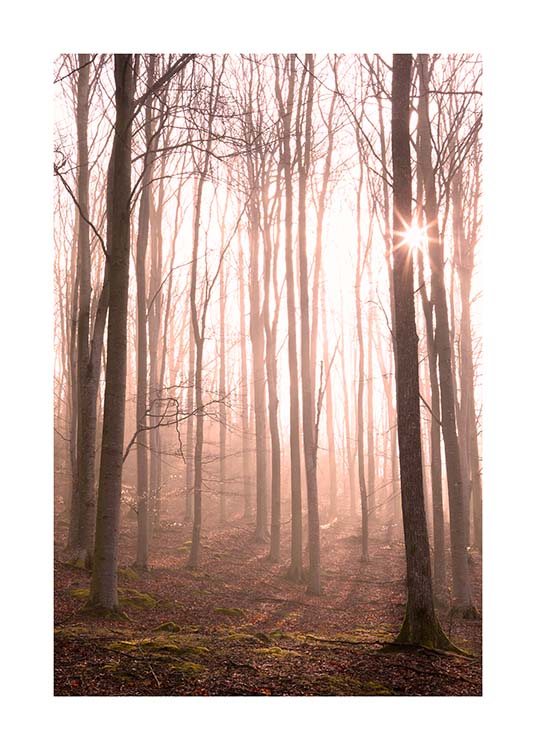 Forest in Fog Poster / Naturaleza con Desenio AB (11713)