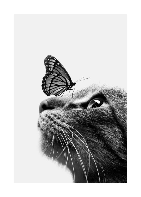 –Póster en blanco y negro con una mariposa posada en el hocico de un gato. 