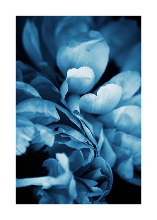 Blue Peony No3 Poster / Fotografías con Desenio AB (11780)