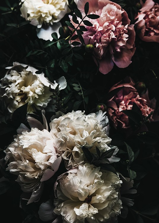 – Peonías rosas y blancas 