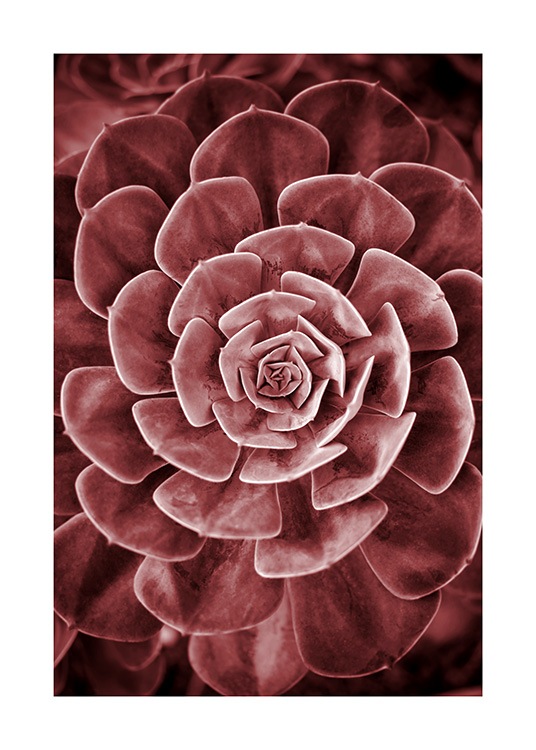 Red Succulent No2 Poster / Fotografías con Desenio AB (11789)
