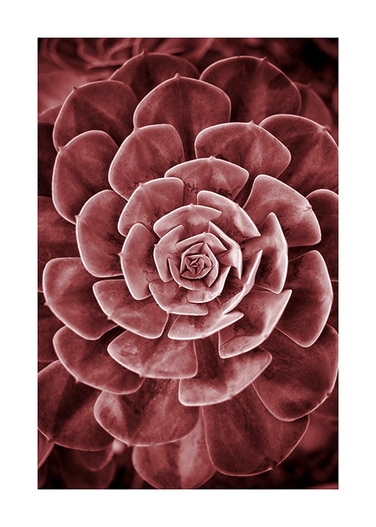 Red Succulent No2 Poster