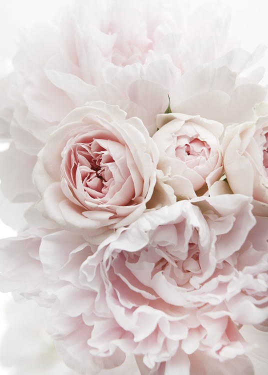  – Fotografía de un ramillete de rosas y peonías rosa claro