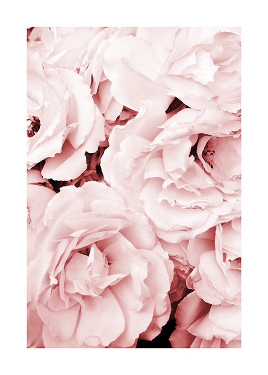 Close Up Pink Roses Poster / Fotografías con Desenio AB (11793)