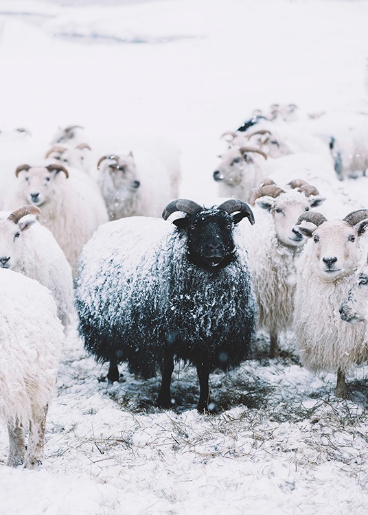 –Fotografía de una oveja negra en medio de un rebaño de ovejas blancas. 