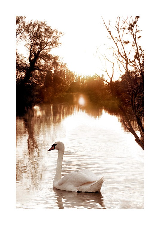 Swan on River Poster / Fotografías con Desenio AB (11852)