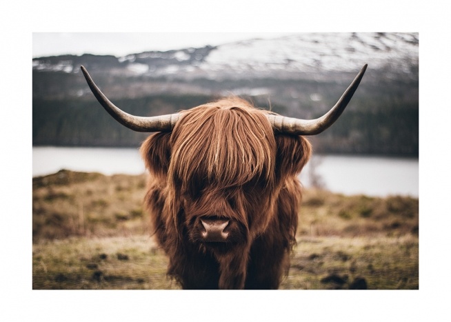 Scottish Highland Cattle Poster / Animales con Desenio AB (11853)