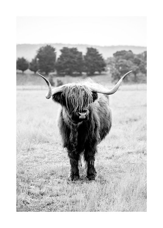 Highland Cattle B&W Poster / Animales con Desenio AB (11854)