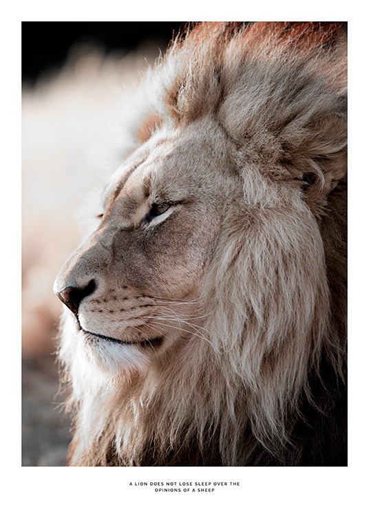 African Lion Poster / Fotografías con Desenio AB (11857)