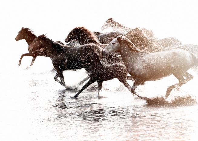 –Póster con caballos galopando por el agua. 