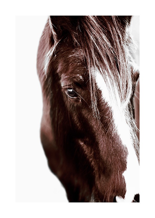 Horse with Blaze Poster / Fotografías con Desenio AB (11863)
